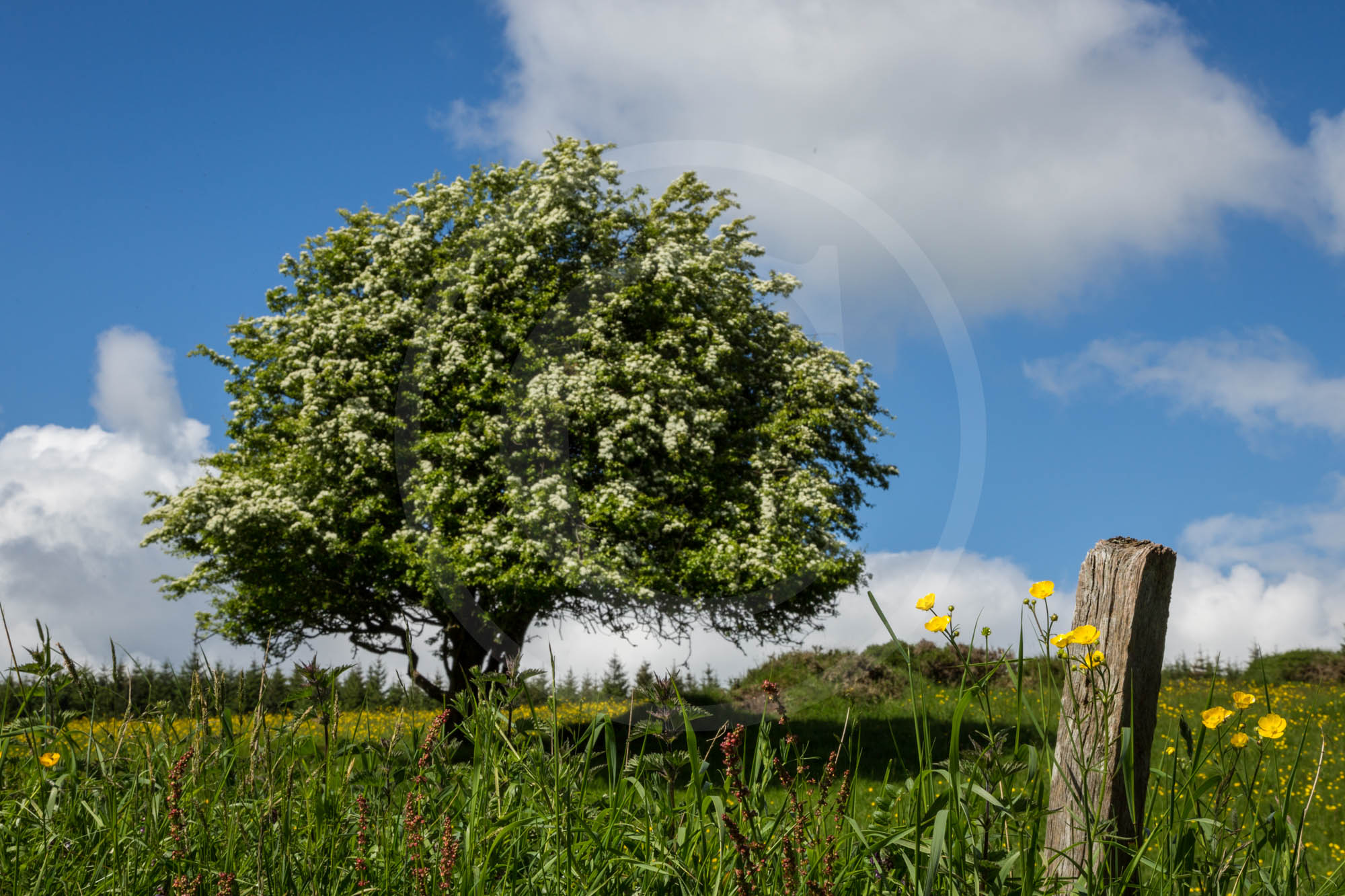 Spring in the Dublin Mountains