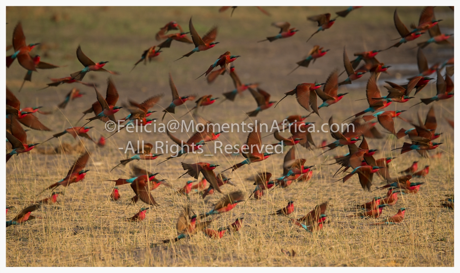 20130911-DSC05333 Carmine Bee Eater.jpg