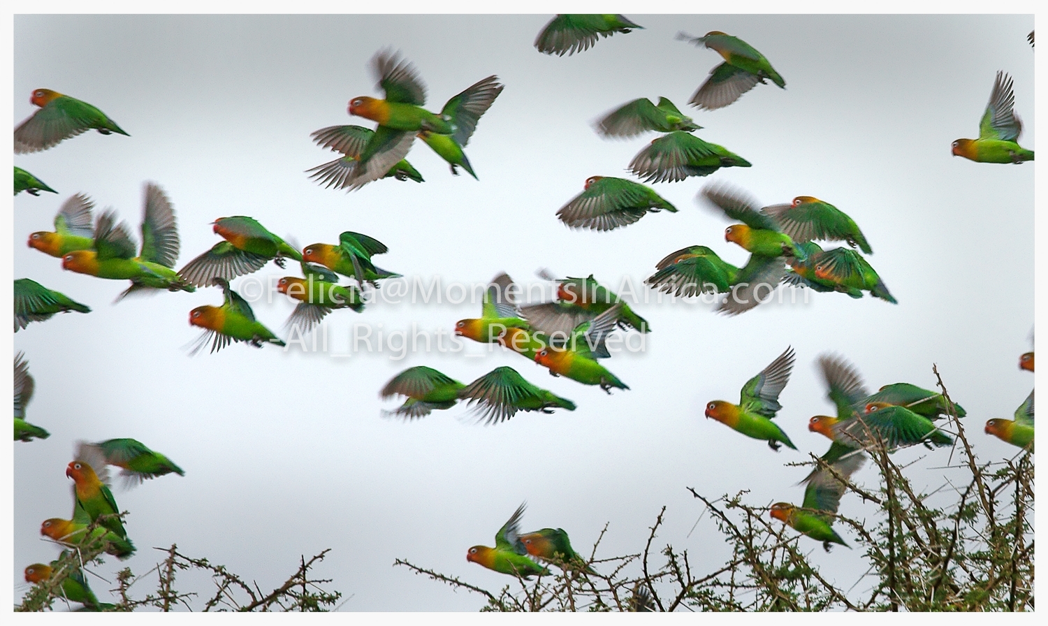 20101207-FISCHERS_LOVE_BIRDSuntitled_shoot.jpg