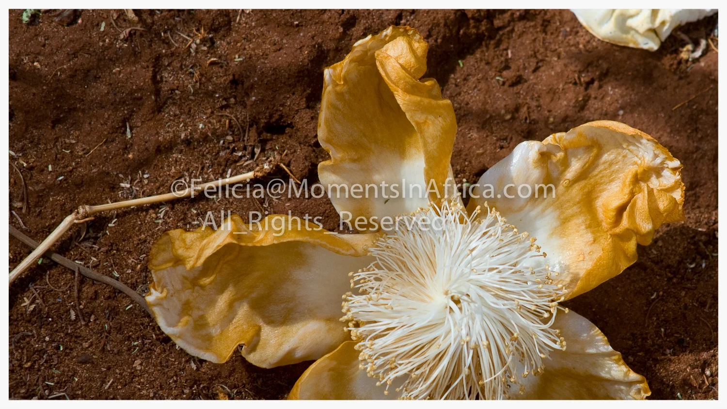 20101125-Baobab_Blossum103untitled_shoot.jpg
