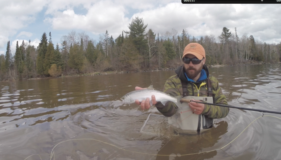 A bunch of bright, immature Cohos around right now. Lots of fun on a fly rod!