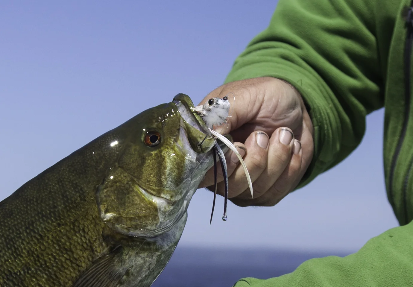A Dave Whitlock Swimming Baitfish got this guy
