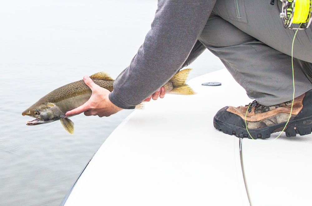 Coho salmon are starting to show up in the South Channel and have been active in the early mornings. A few fish have been around the river mouths as well.