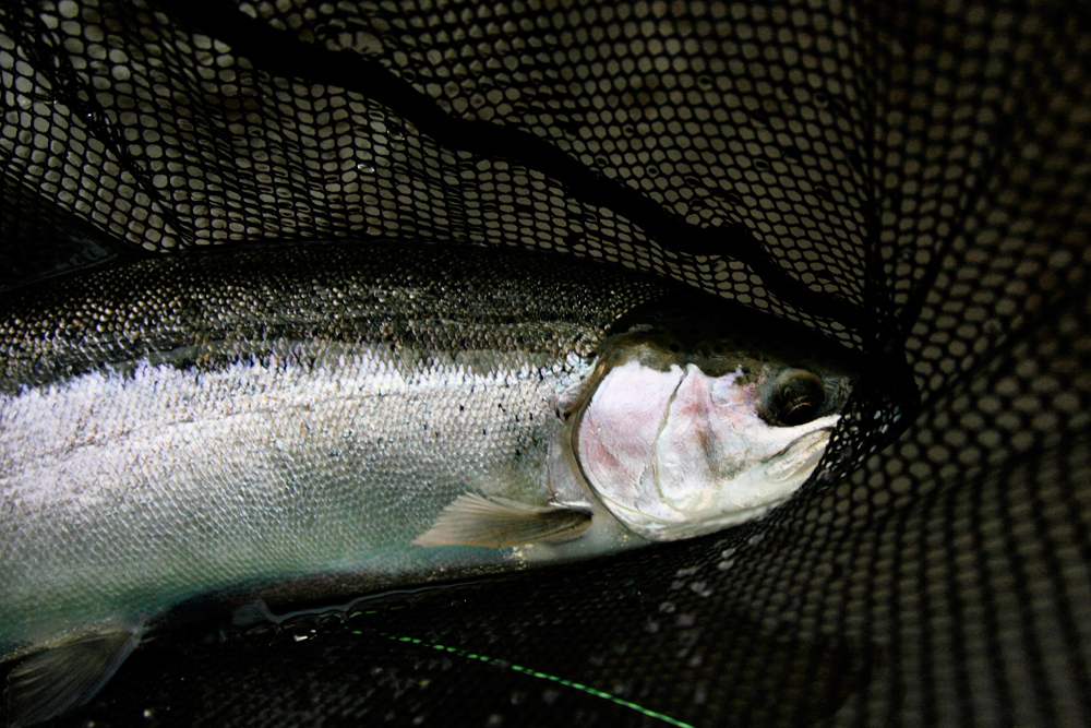 Early September Steelhead! You won't find a harder fighting fish than a early season Steelhead on the Brule. A few fish are trickling into the river now, and we should see a good push of fish with another shot of rain.