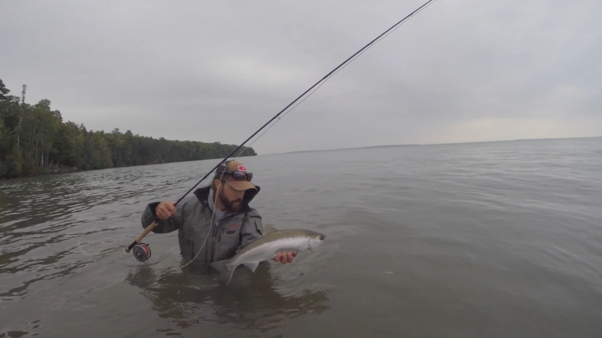 Cohos are starting to show up in the shallows.