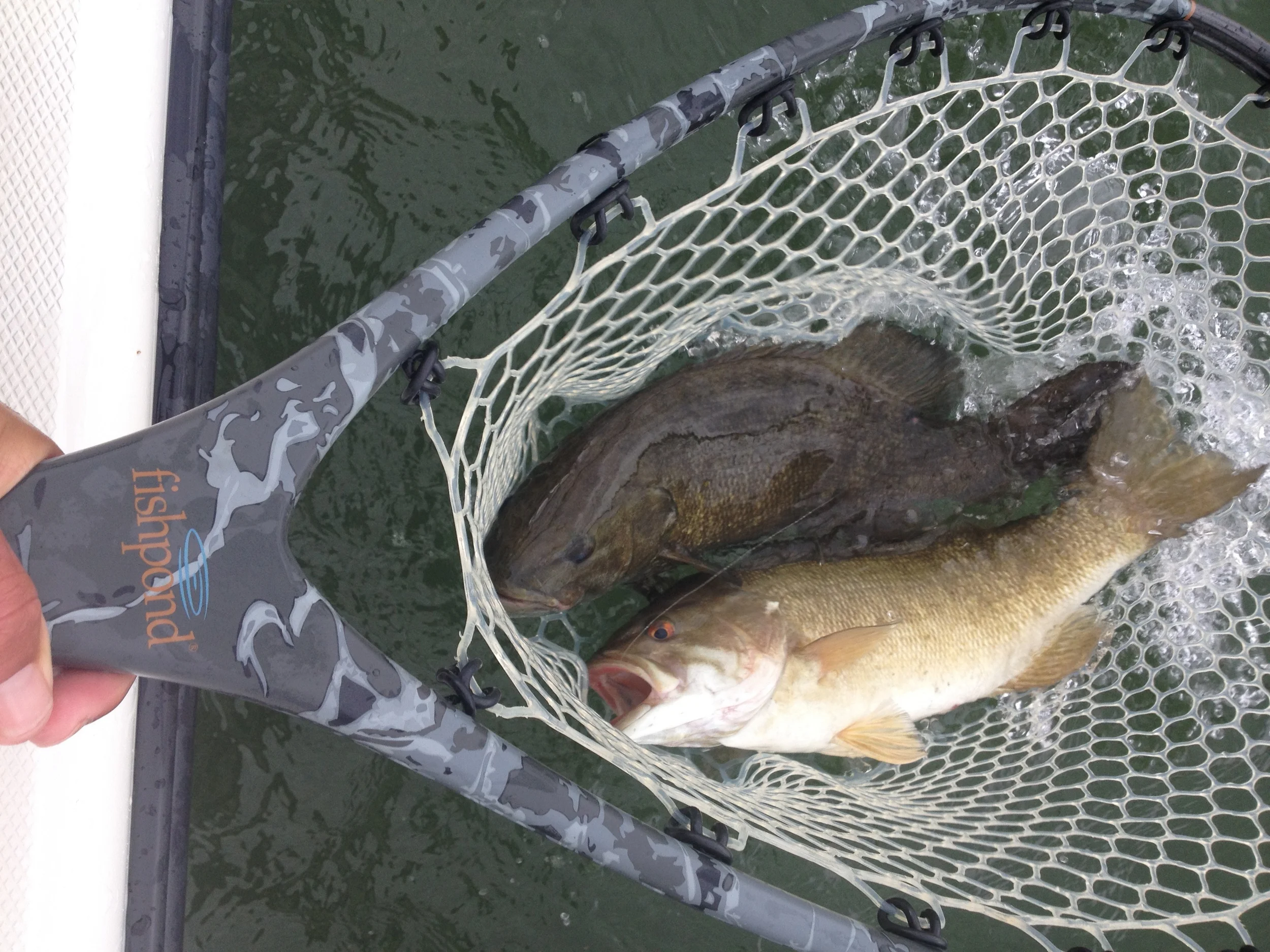 A couple of nice fall smallies ready for release.