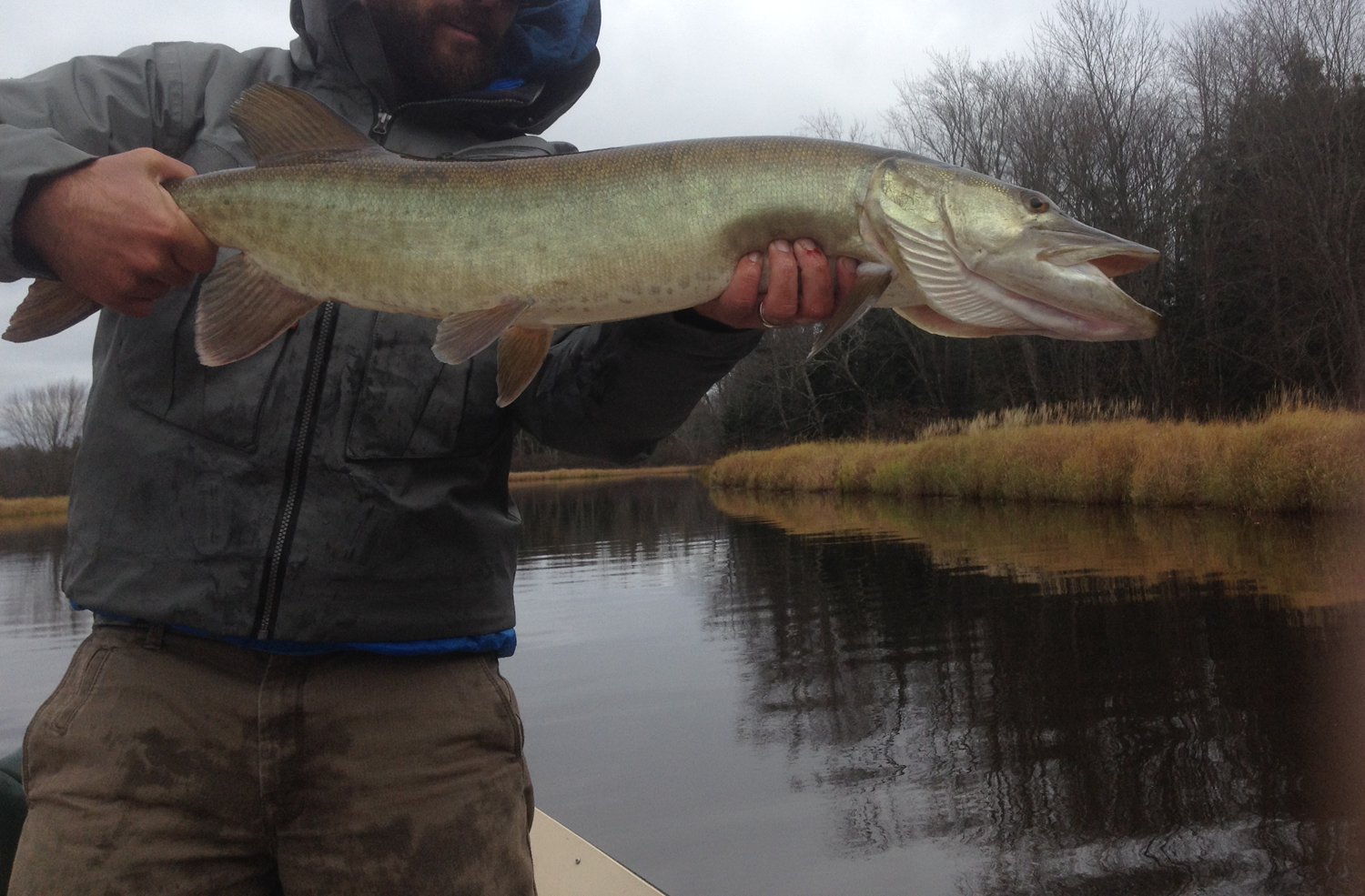 A nice river musky fooled with a fly rod.