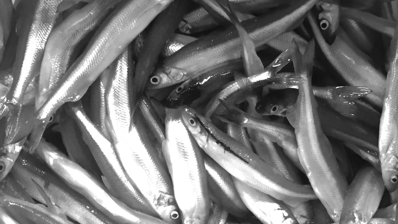 The smelt are just starting. Last night was the first night our guys got into them. 
