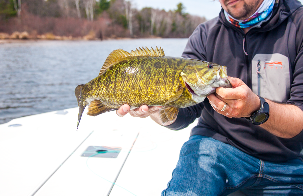 Beautiful markings on this one. Just remember these fish grow big and old and it's a good thing to handle them properly. Some smallmouth in the Bay will grow to be 22 years old!