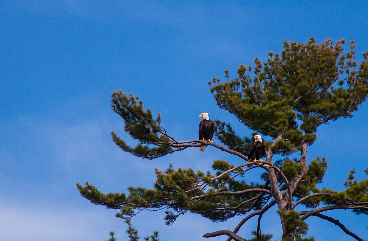 Lots of eagles keeping watch on the Bay this spring. 