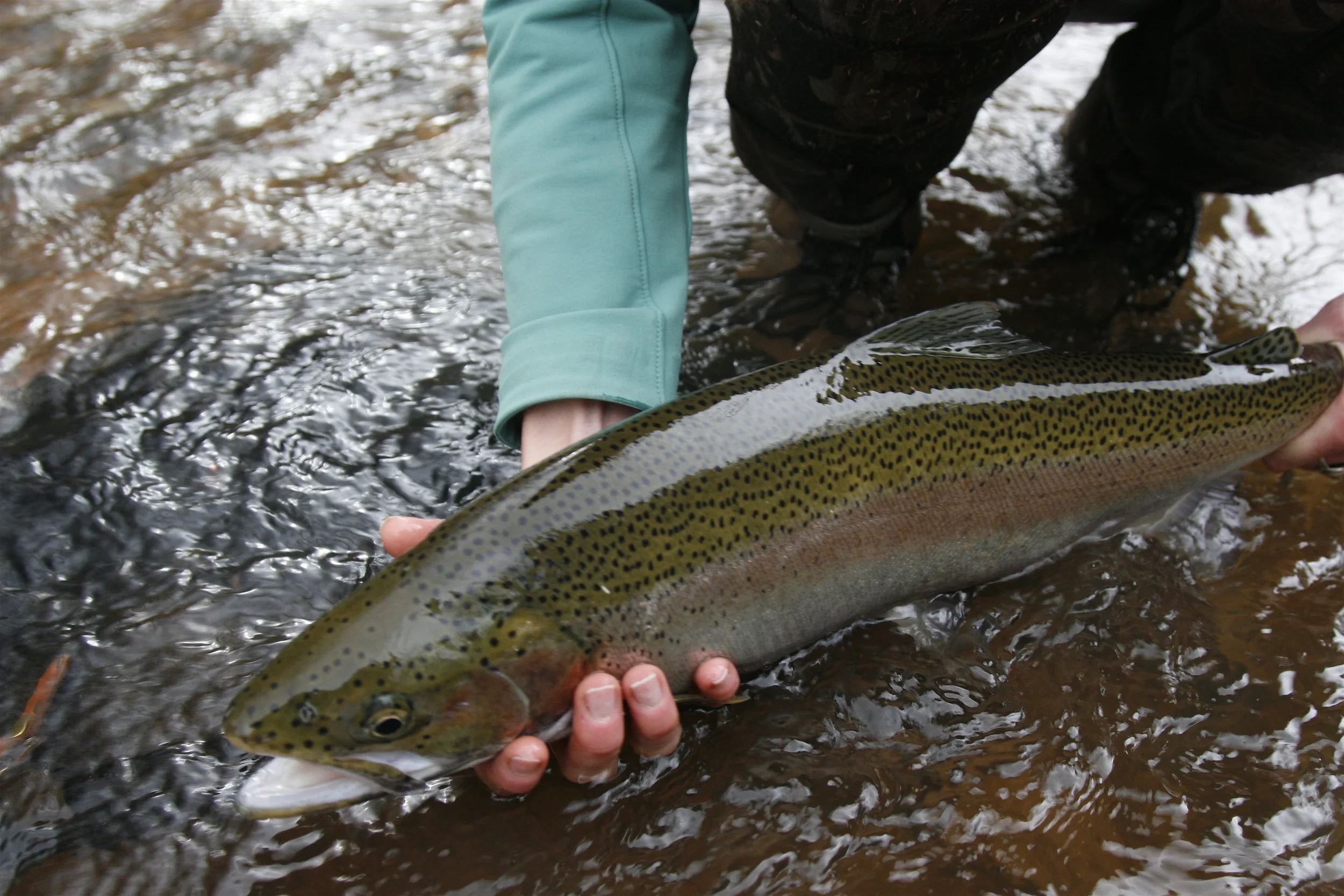 Fall steelhead on the Brule is a special thing. 