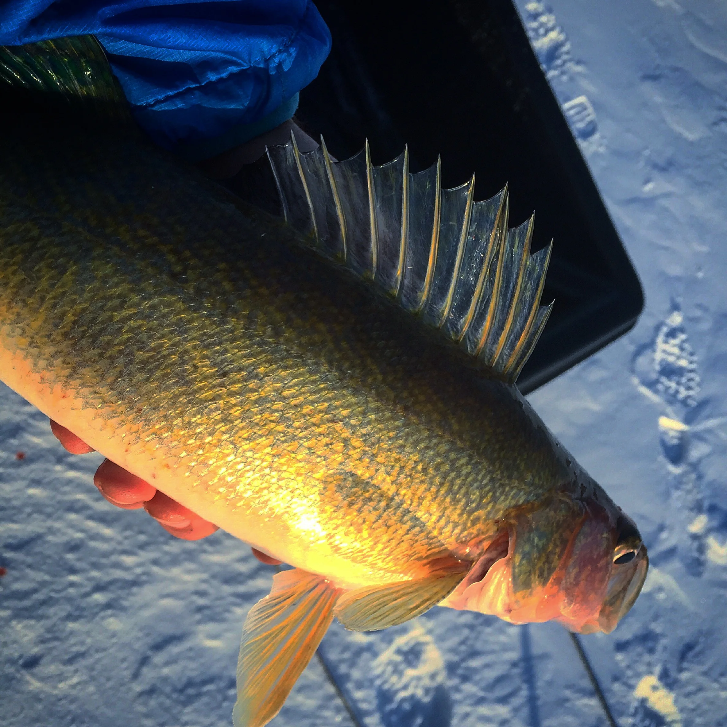Fishing has been steady for a variety of species on the Bay with no one fish really standing out. Walleyes have been around, but they've been in some out of the way places.
