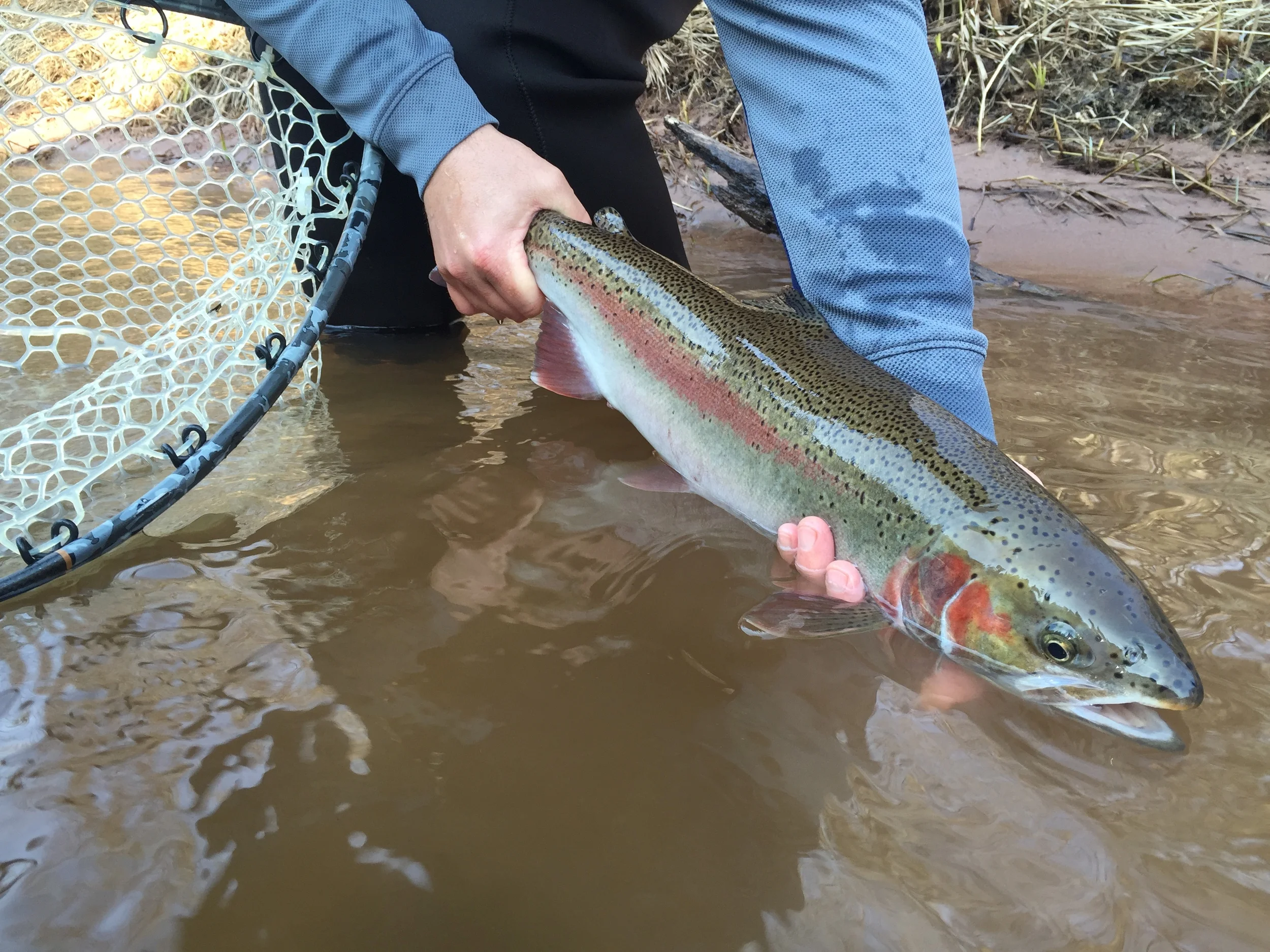 From a Bonefish flat to a Steelhead river in just a few days. Fish are starting to drop back out of the Brule right now, but fishing should be good for a few weeks yet.