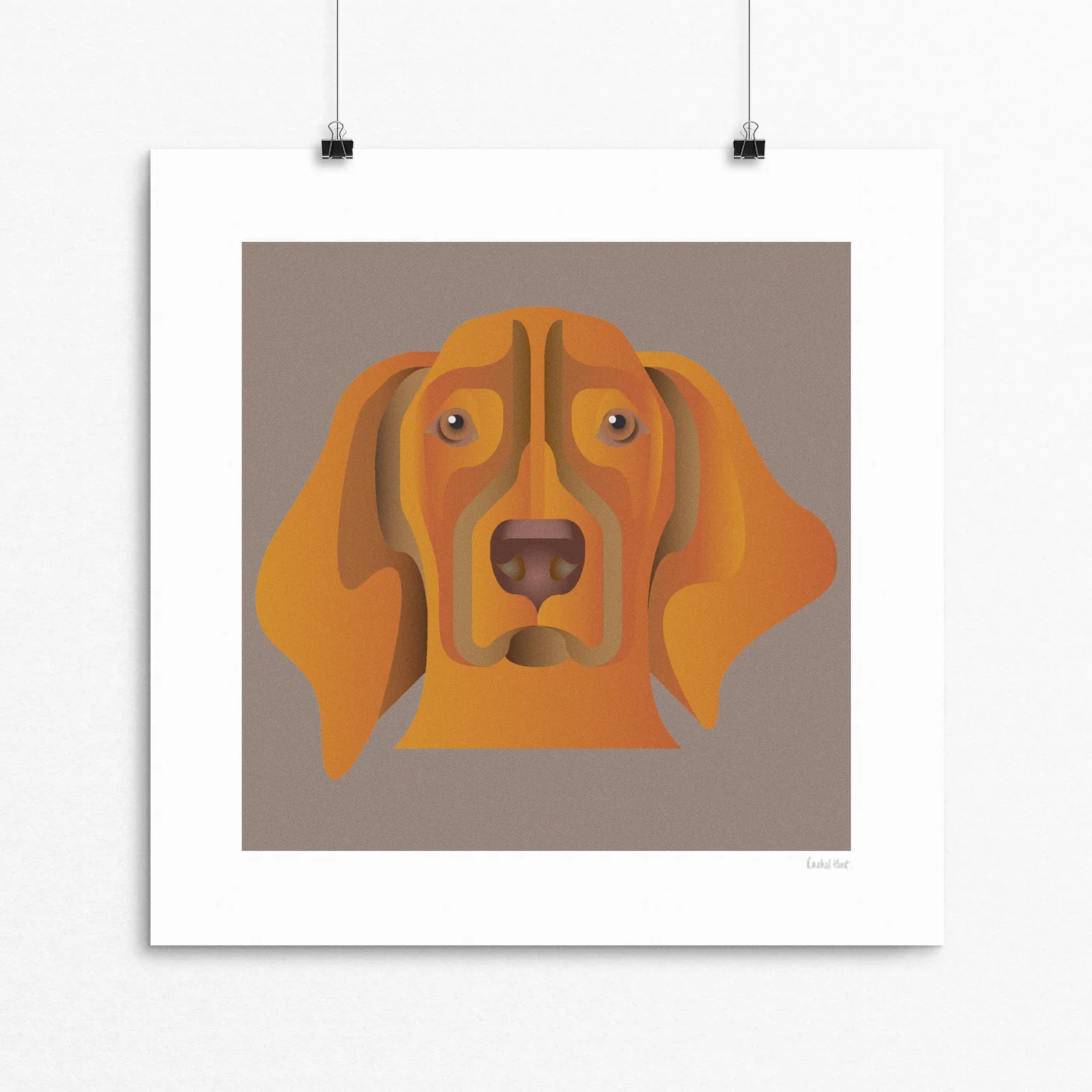 Vizsla.jpg