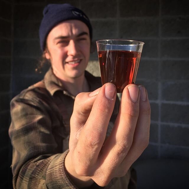 Benji admiring the color of a malt blend (50% Yankee Pils, 50% Caramel 40) during sensory last week. We check the color, smell, and taste of our malts to ensure quality and consistency.