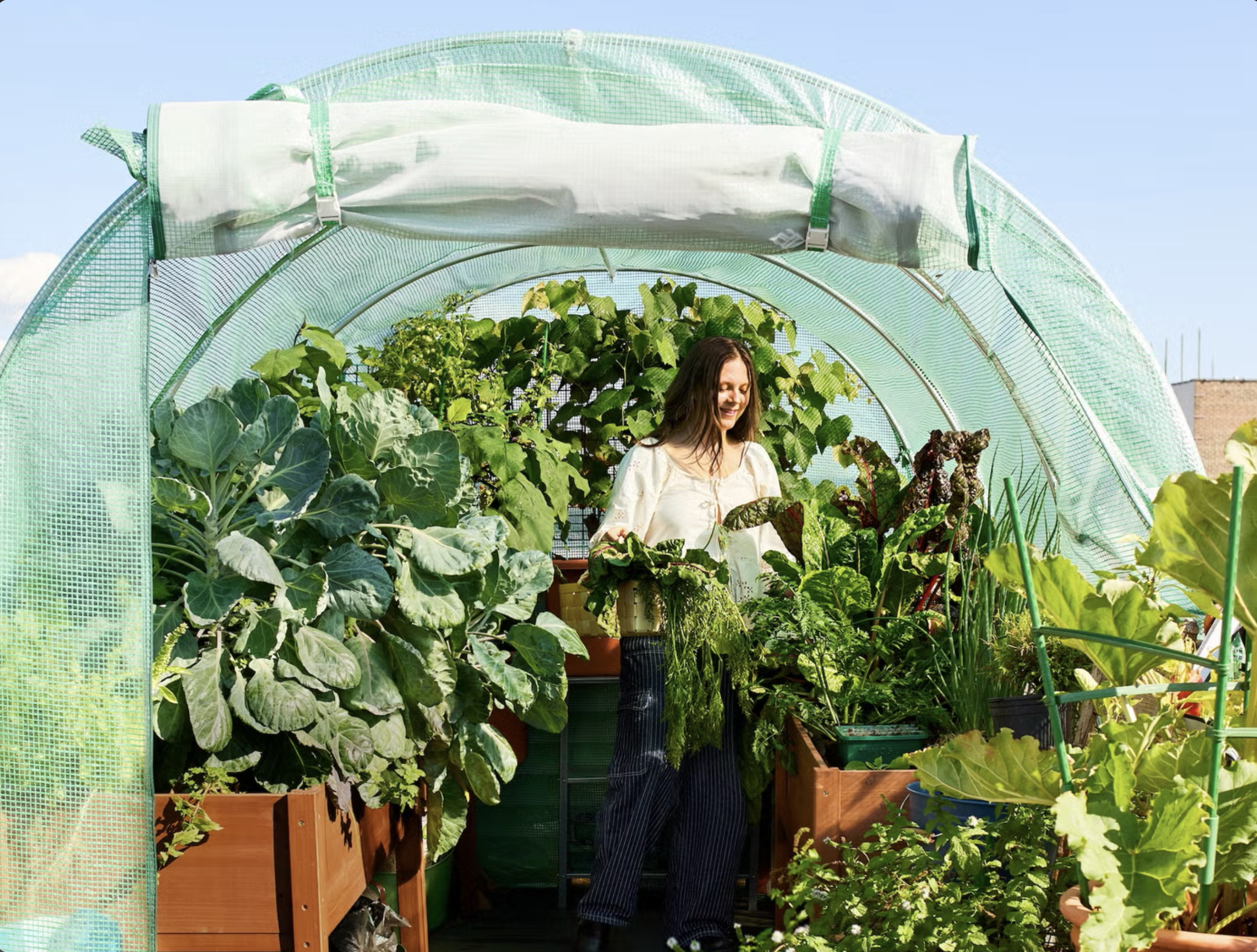 Melissa Geurts greenhouse gardening potato @melissageurts