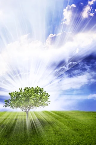 Individual Tree.jpg