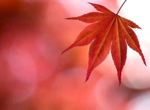 Child Leaf.jpg