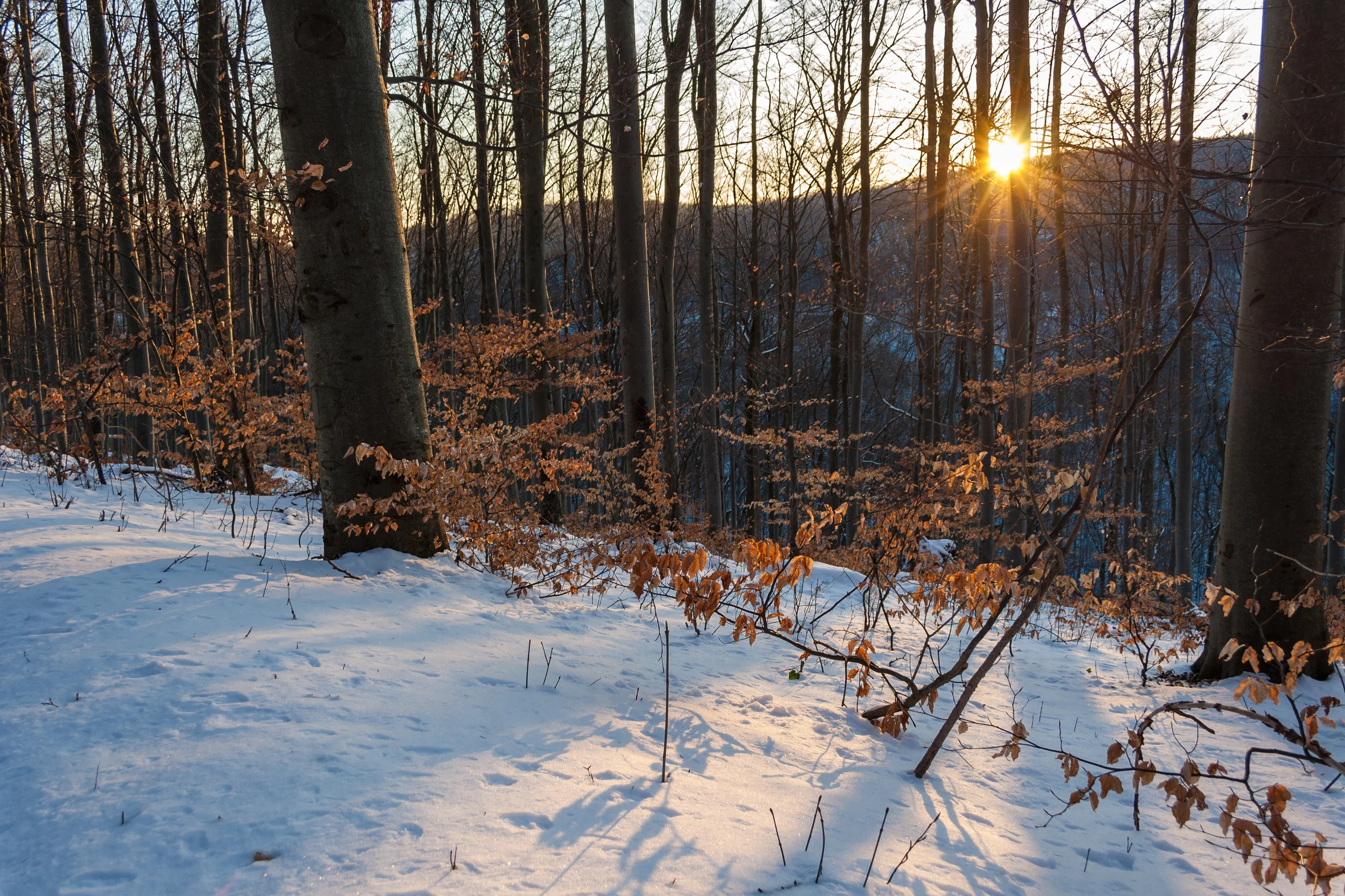 Im Winterwald