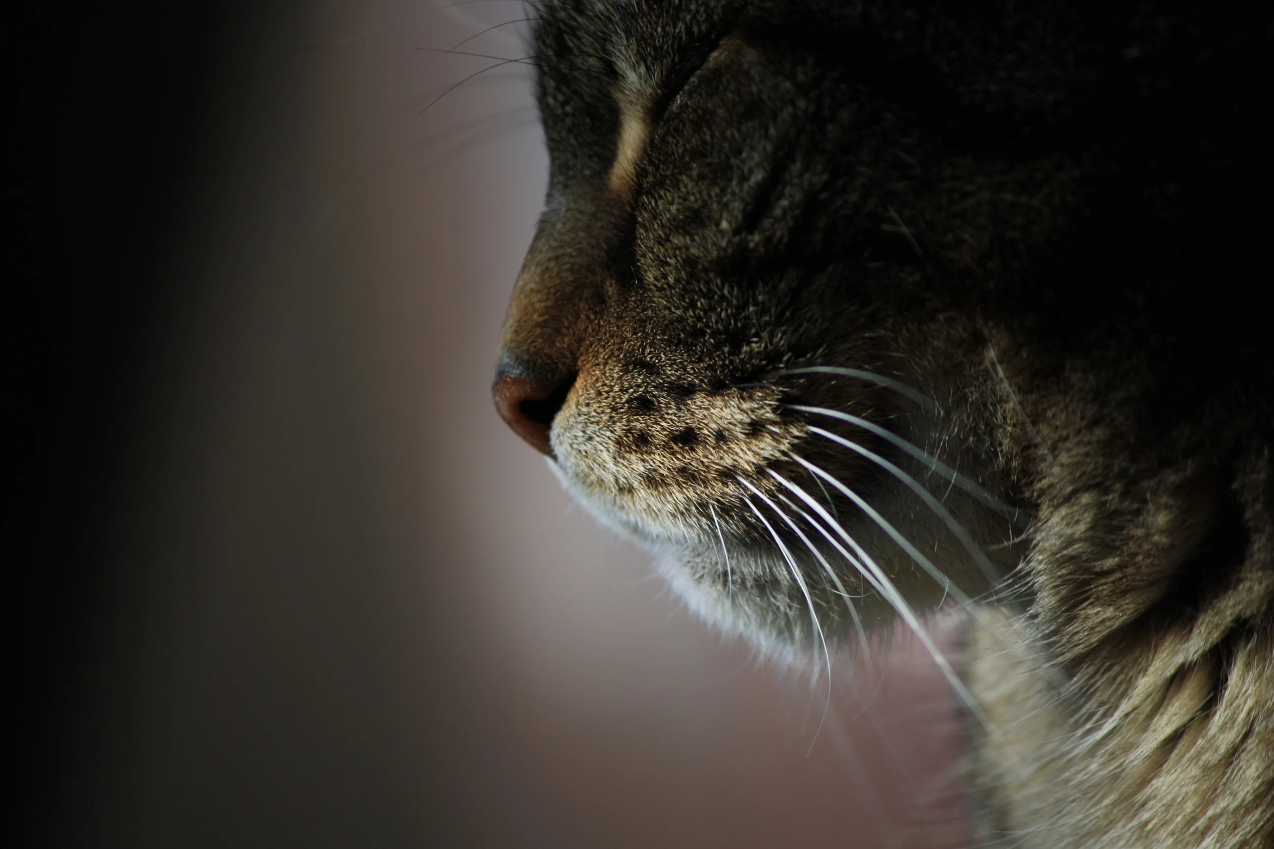 Katzenruhe