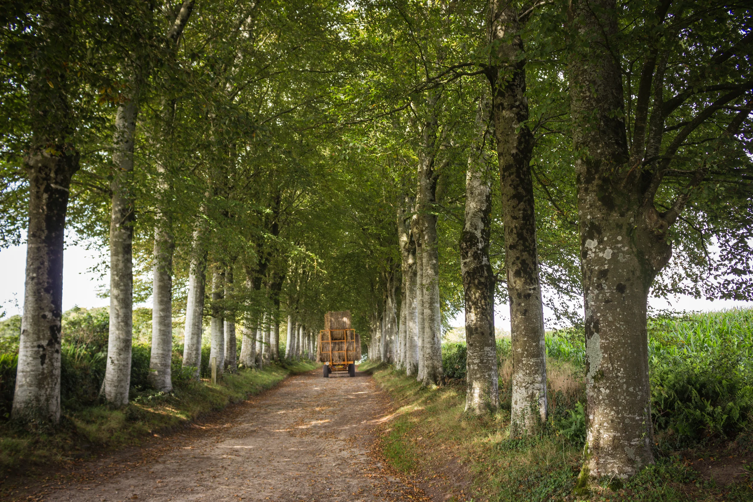  Allee bei Pont-Aven, September 2014 