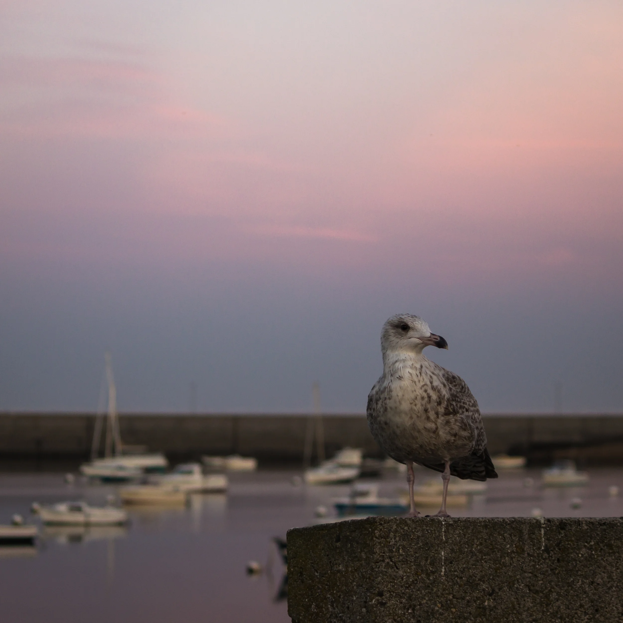  Penmarc'h, Port de Kérity, September 2014 