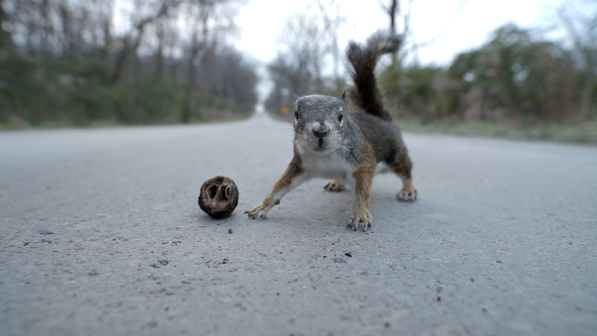Death By A Walnut --- Cinematographer