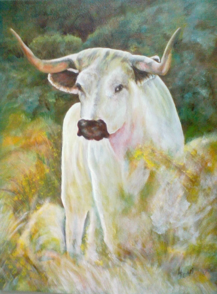 #209 "White Texan Longhorn Bull"