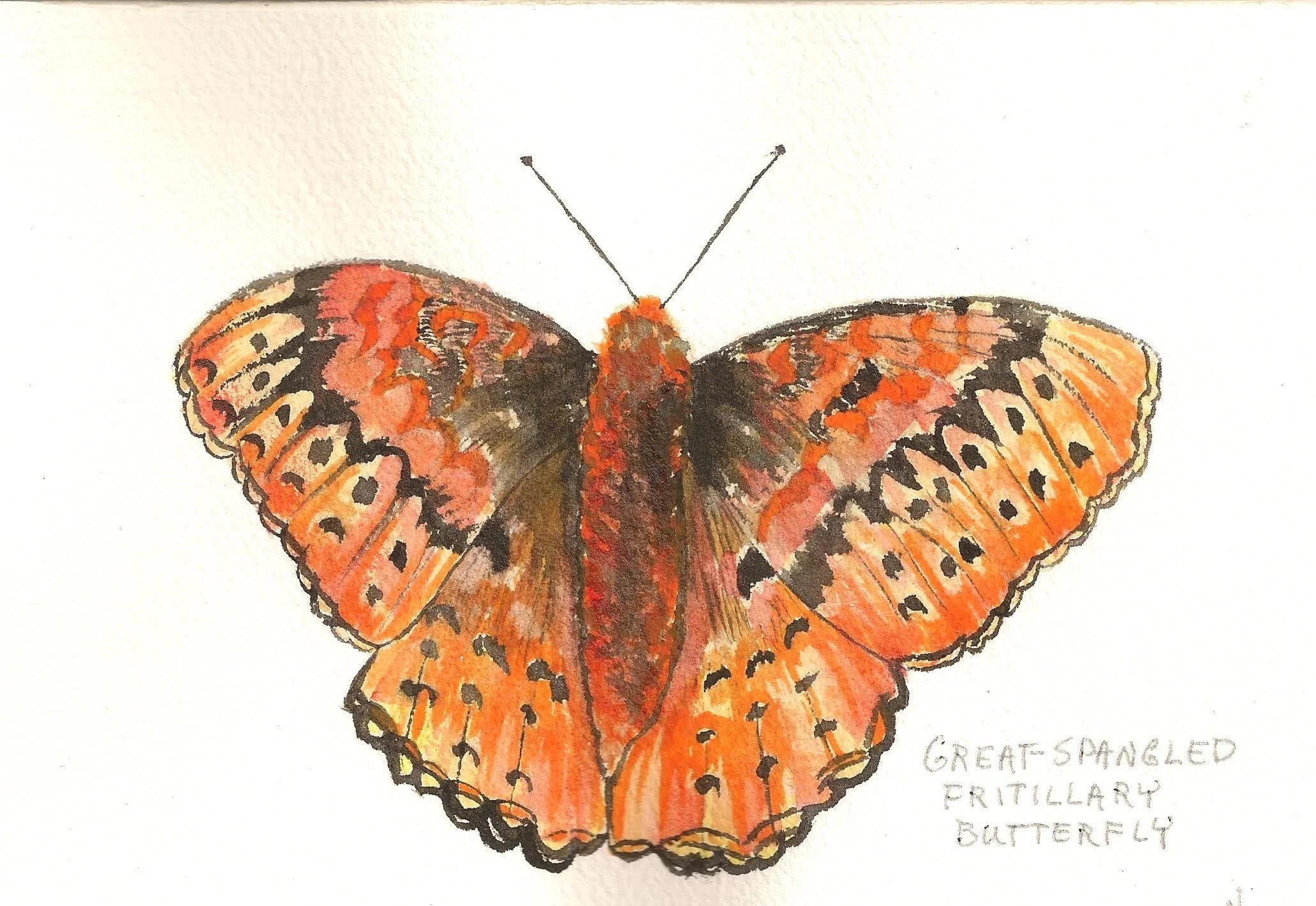 #290 "Great Spangled Fritillary Butterfly (Set of 6)"