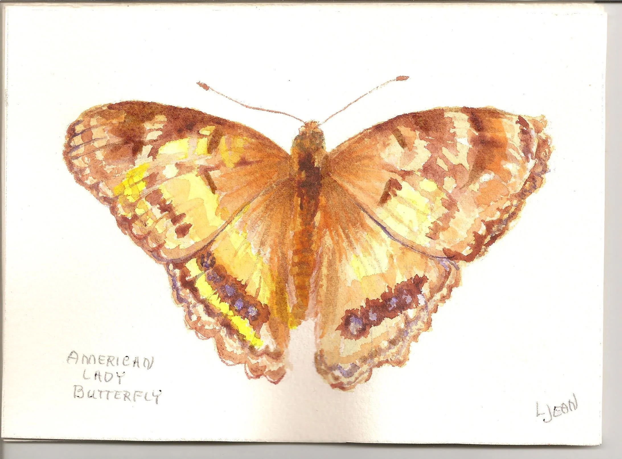 #291 "American Lady Butterfly (Set of 6)"