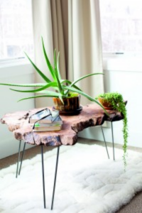 Foolproof Houseplants For Every Window...