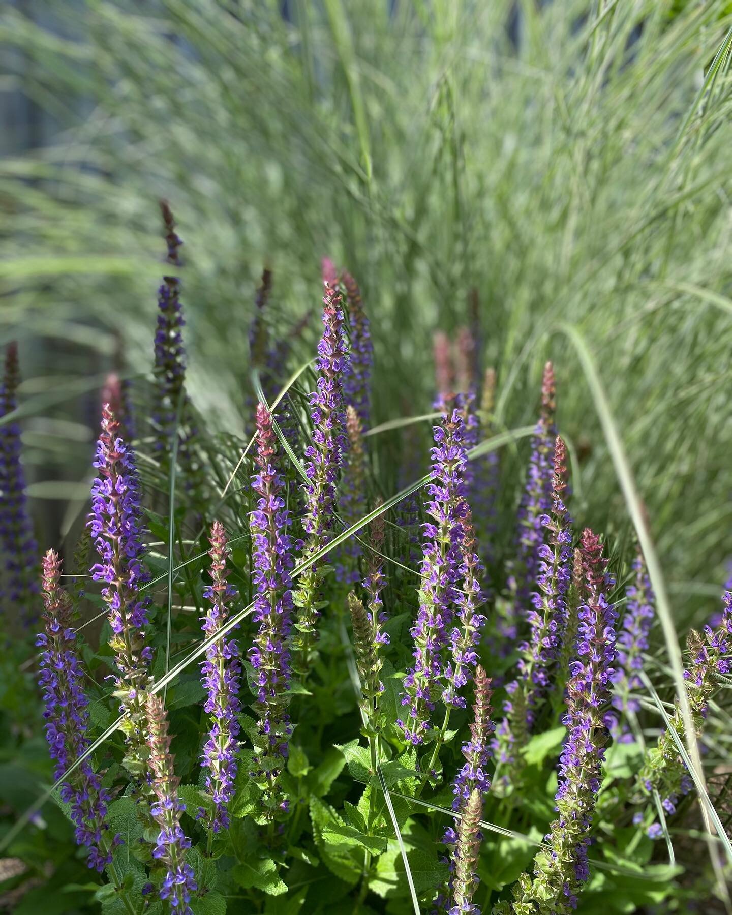 Salvia + Miscanthus 🌾
#salvia #miscanthusmorninglight #gardendesign #dcgardens #perennials