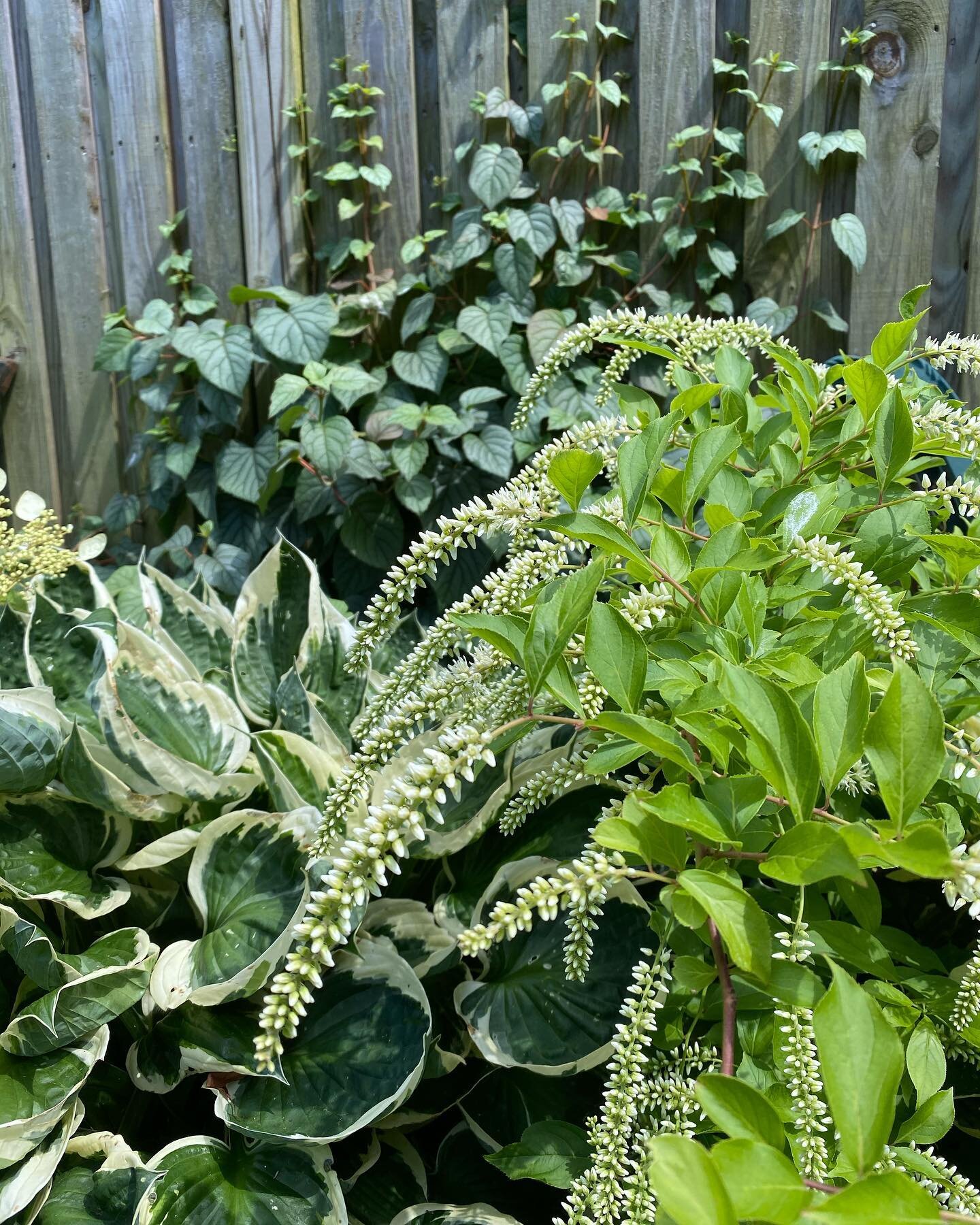 Hosta \ Itea \ Schizophragma ๐