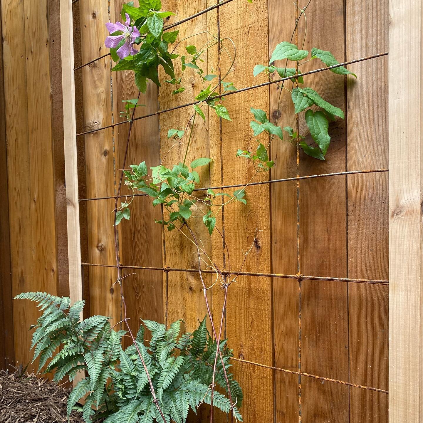 🌿 Cedar➕Steel [custom trellis]