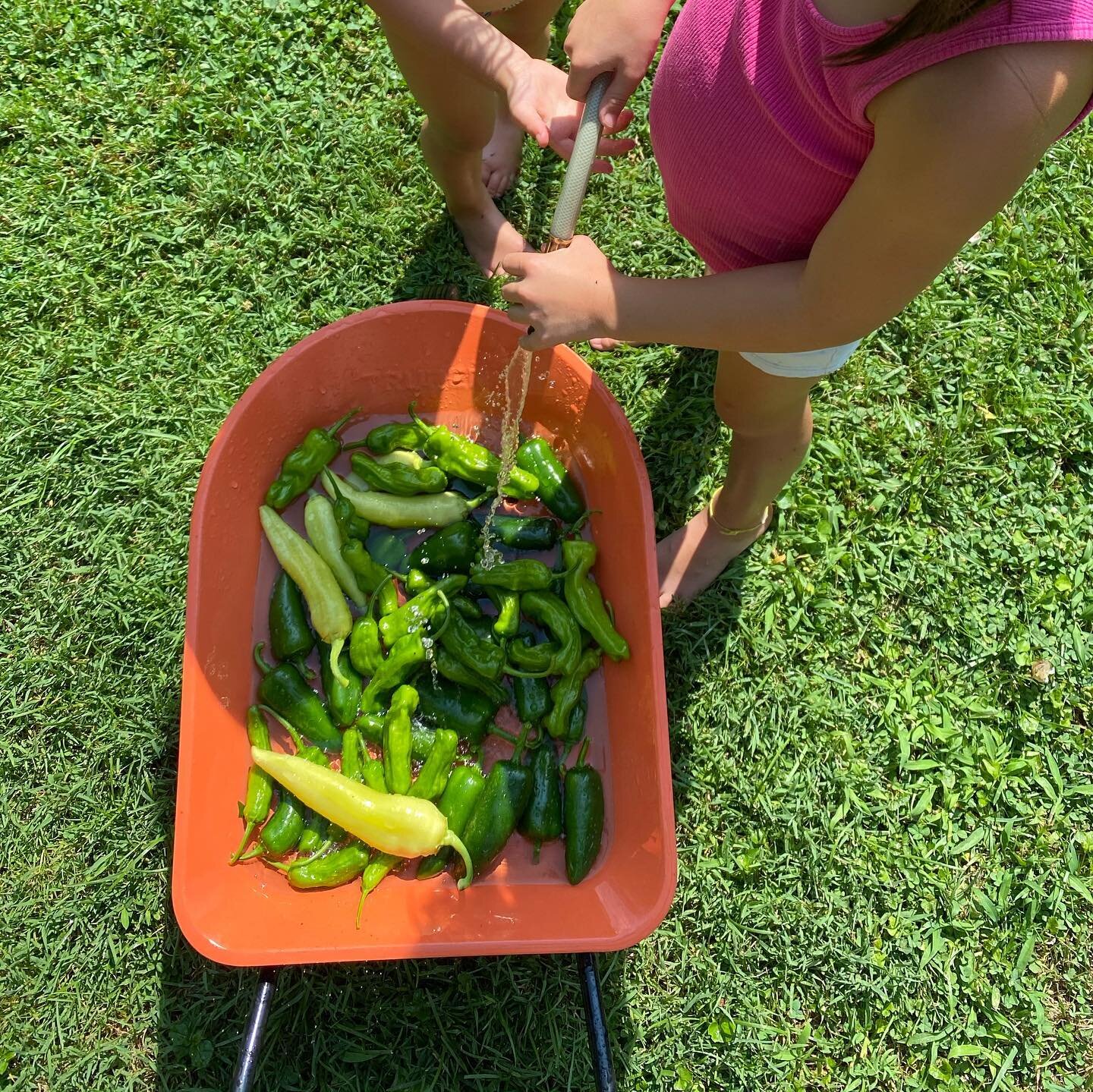 🌶 mini wheelbarrow of peppers! #easytogrow 
#shishitopeppers #bananapeppers #jalapenopeppers #🌶