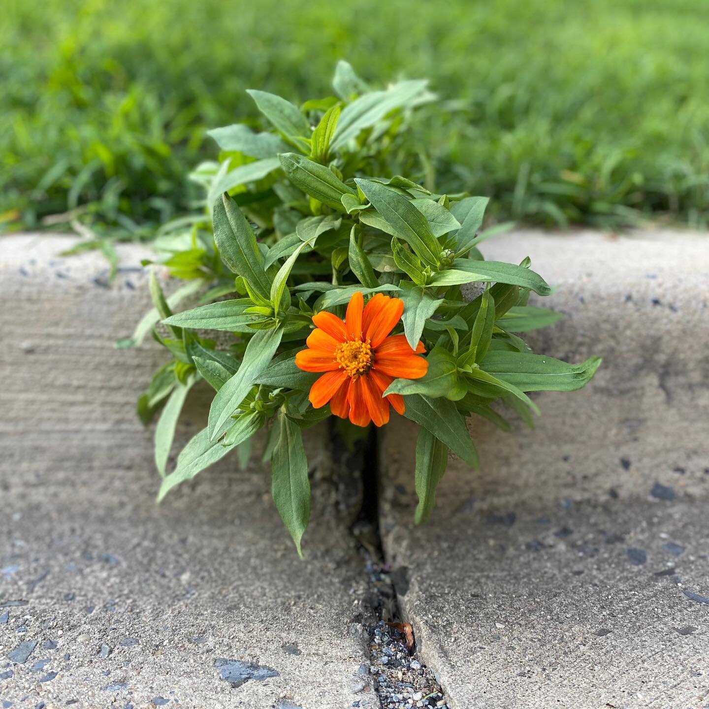 Curb Your Zinnia 🌼