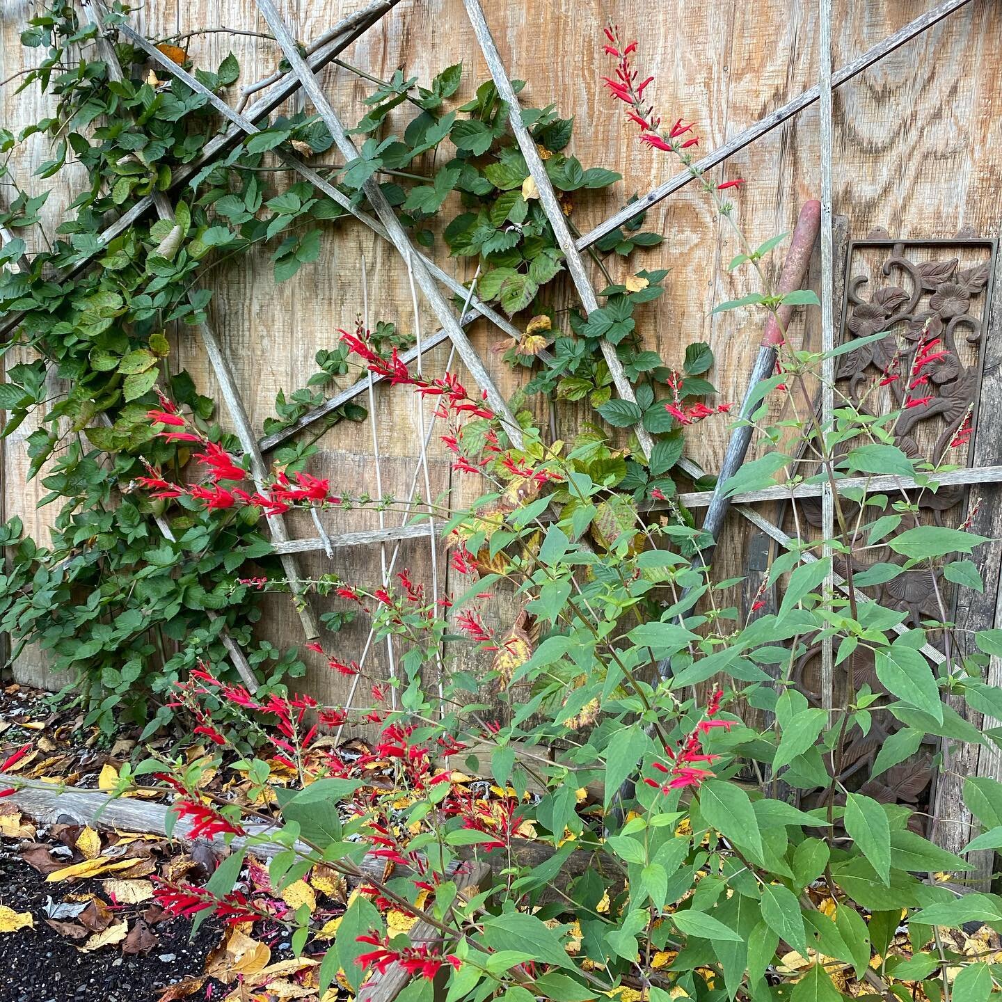Pineapple Sage still going strong
#pineapplesage