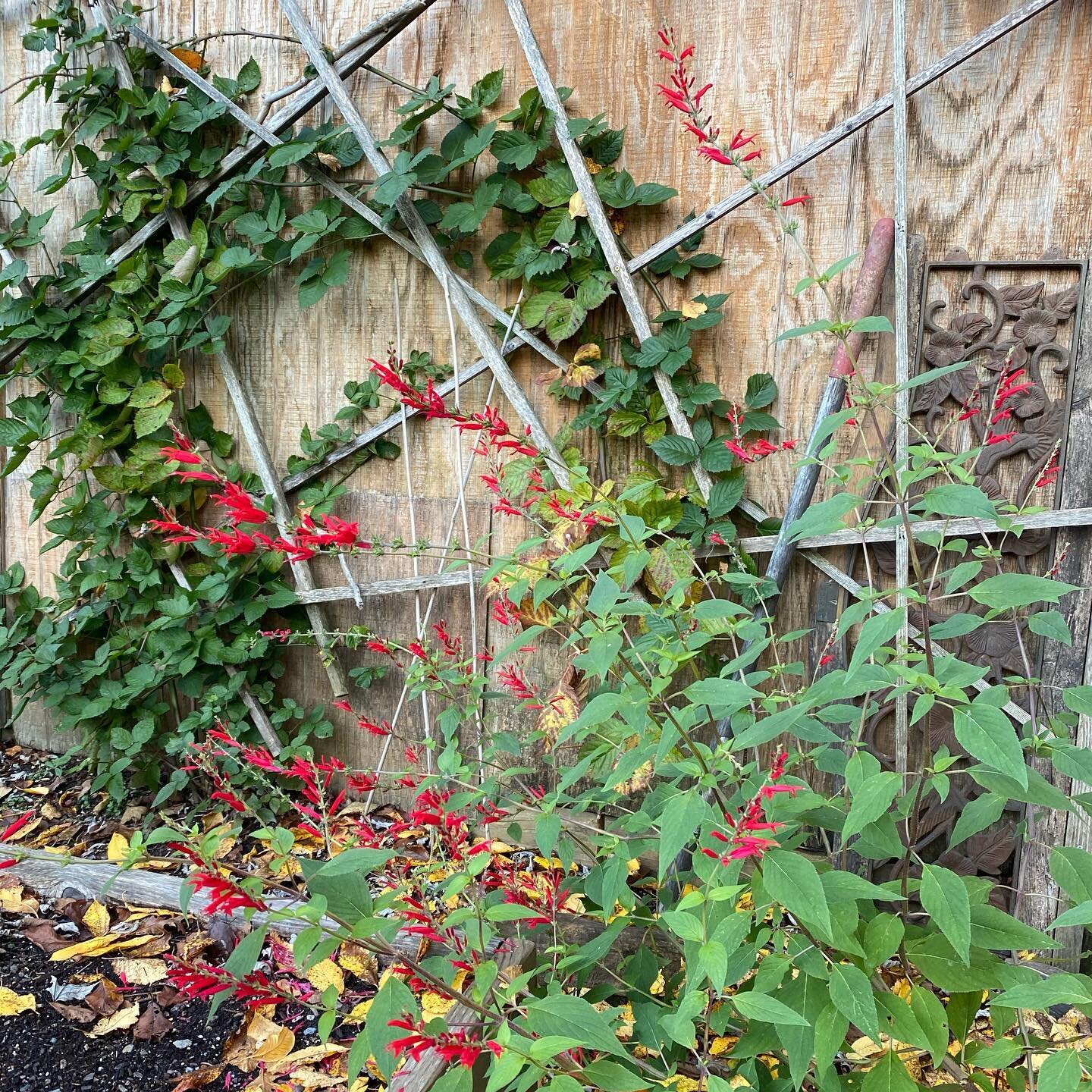 Pineapple Sage still going strong 
#pineapplesage