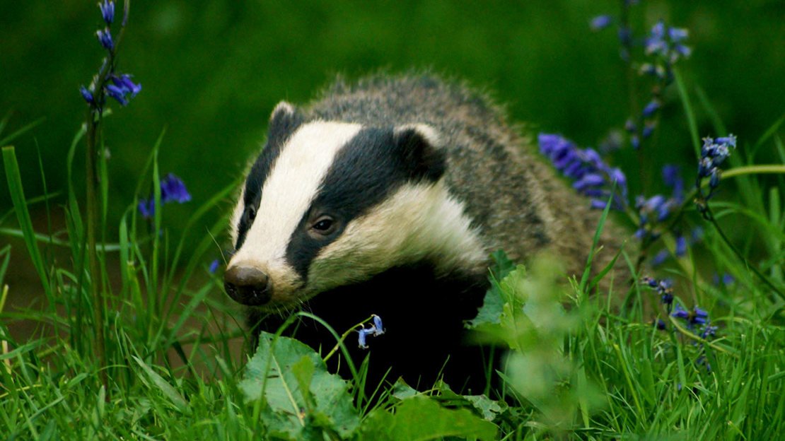 badger-bluebells-wtml-1058316-wtml.jpg