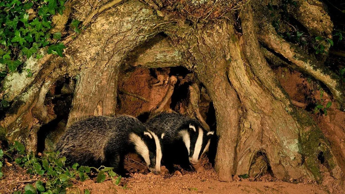 badger-cubs-flickr-kevin-keatley.jpg
