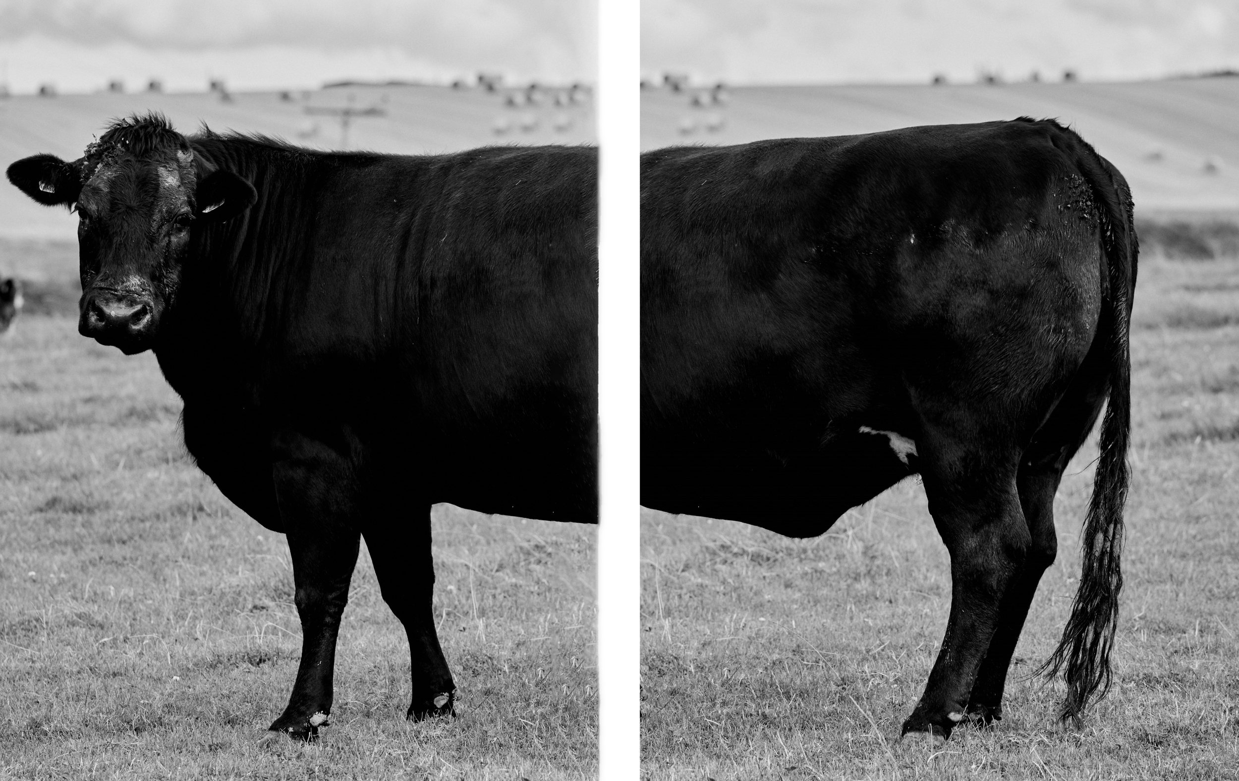 Cow.png