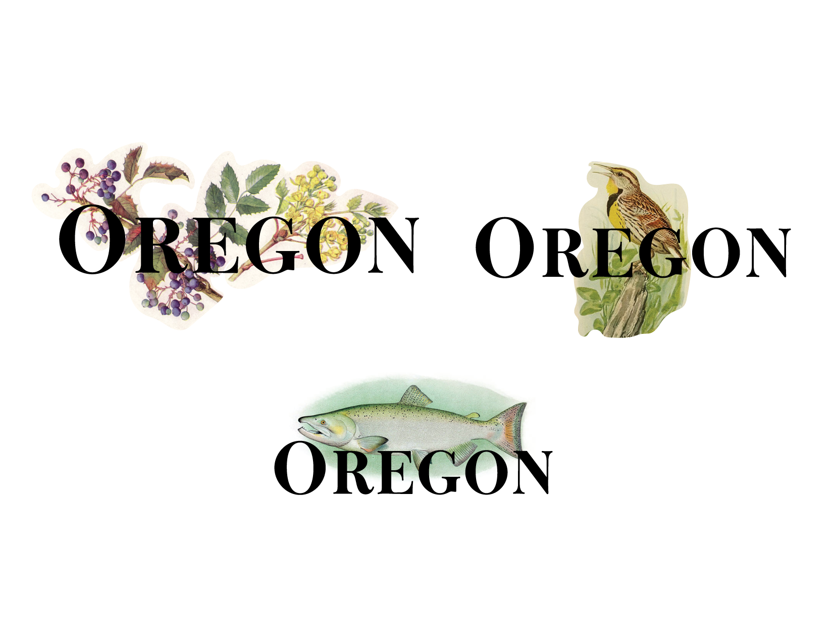  Some initial ideas combining a beautiful font with some vintage illustrations that are representative of the state of Oregon—state flower, bird, and fish. These never progressed further but I liked the idea but not quite right for a woven patch. The