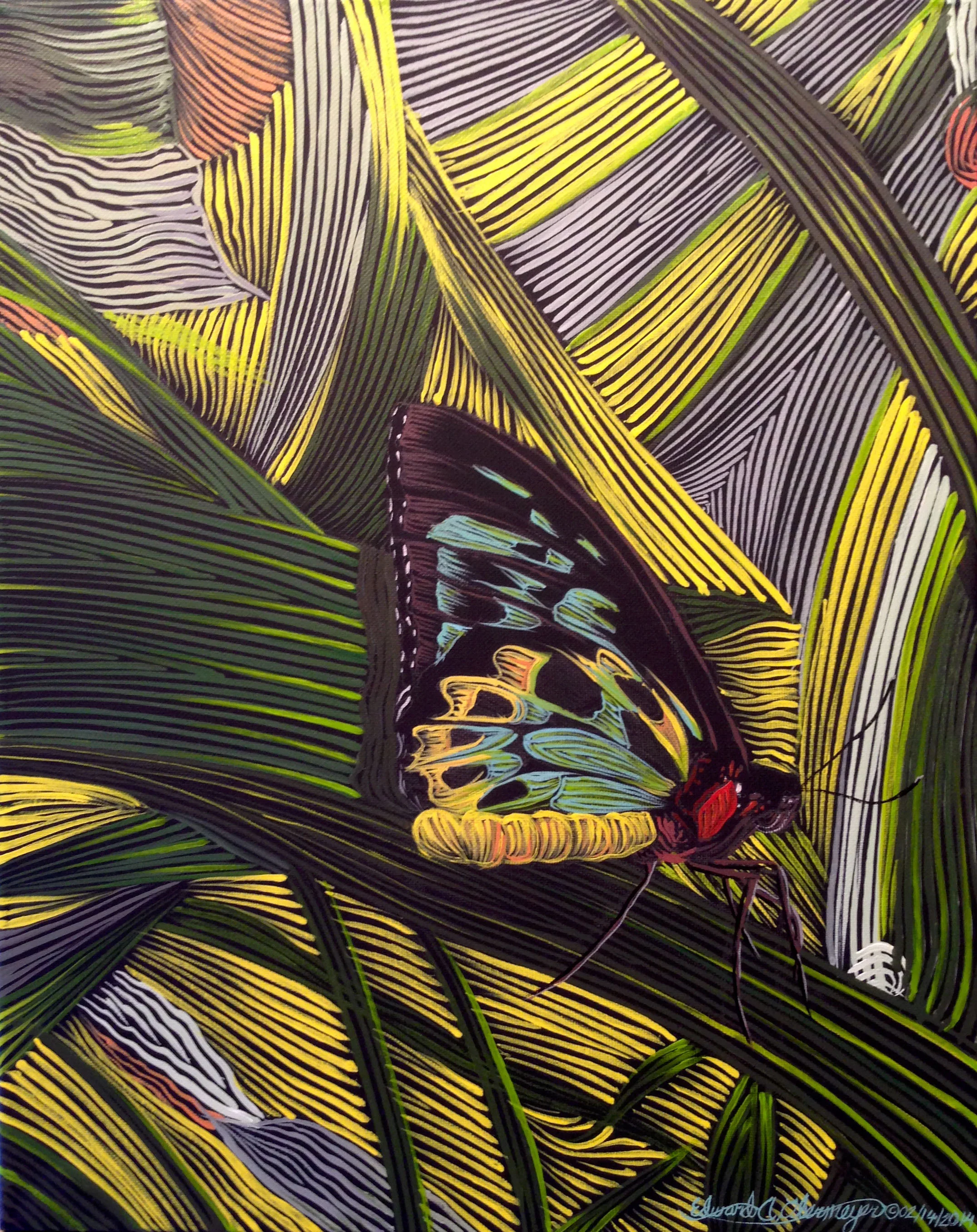 "Birdwing Butterfly at Kuranda, North Queensland, Australia"