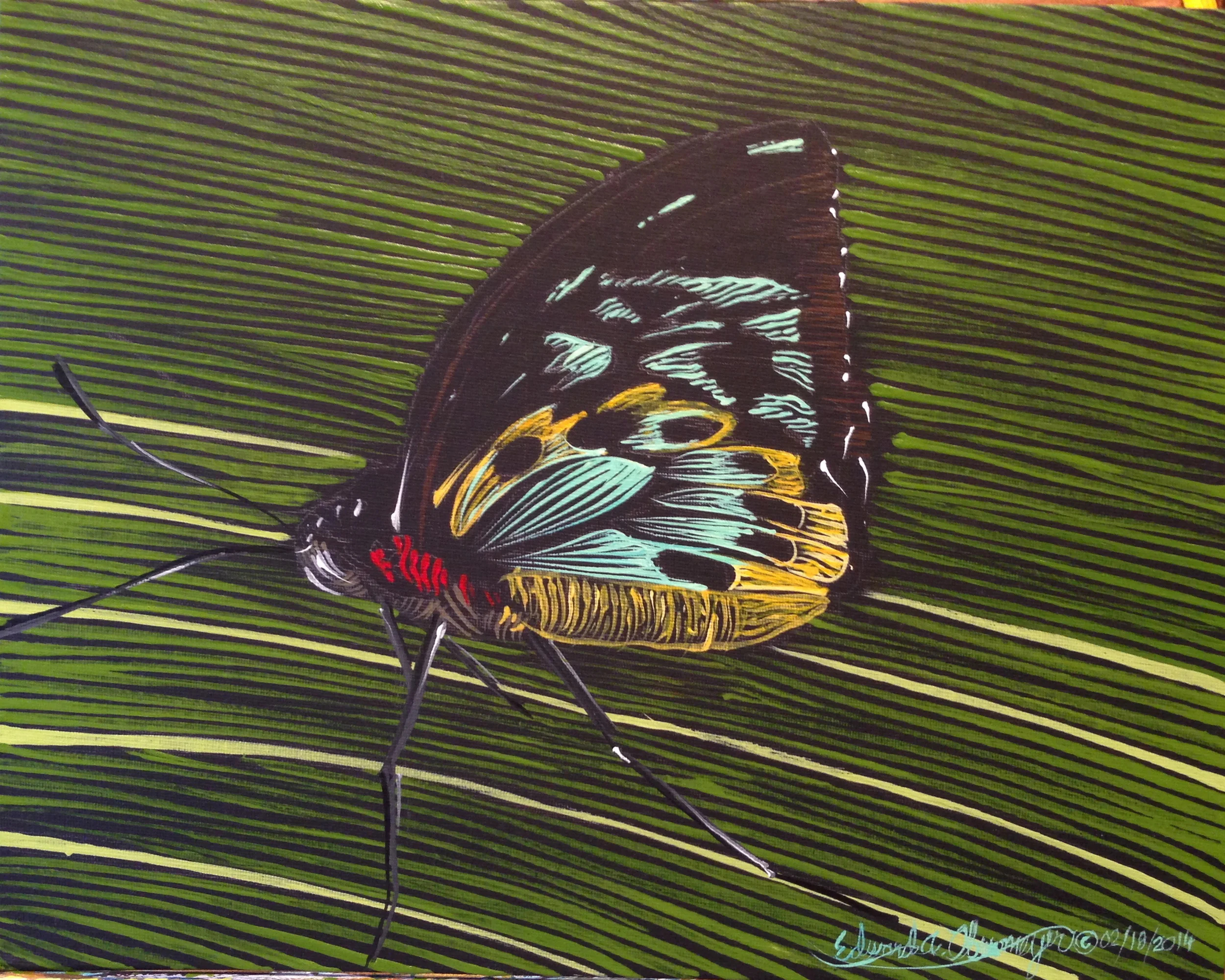 "Birdwing Butterfly at Kuranda, No. 4   North Queensland, Australia"