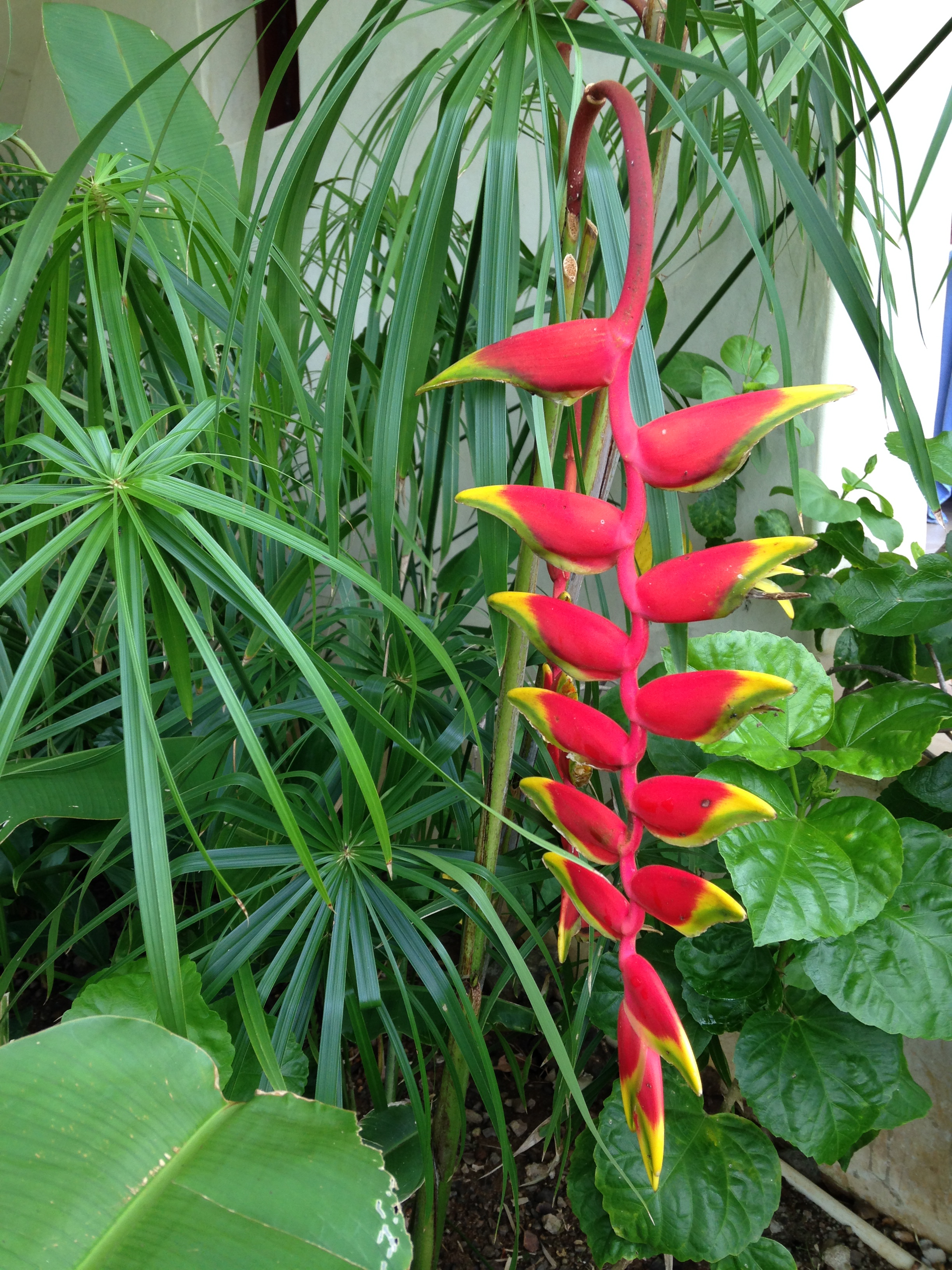 Heliconia.JPG