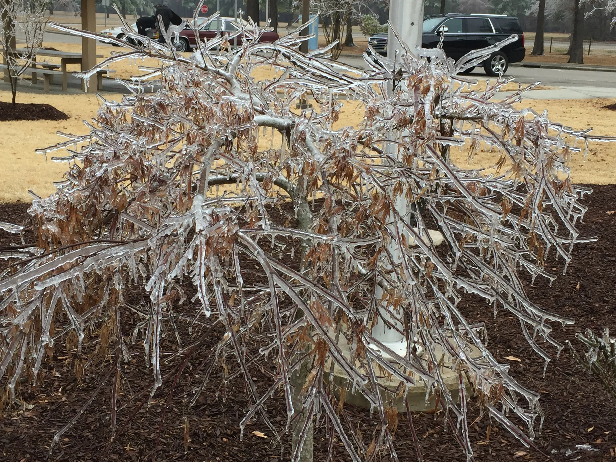 On the way home the ice in Southern NC was just amazing! Entire streets were covered in it!
