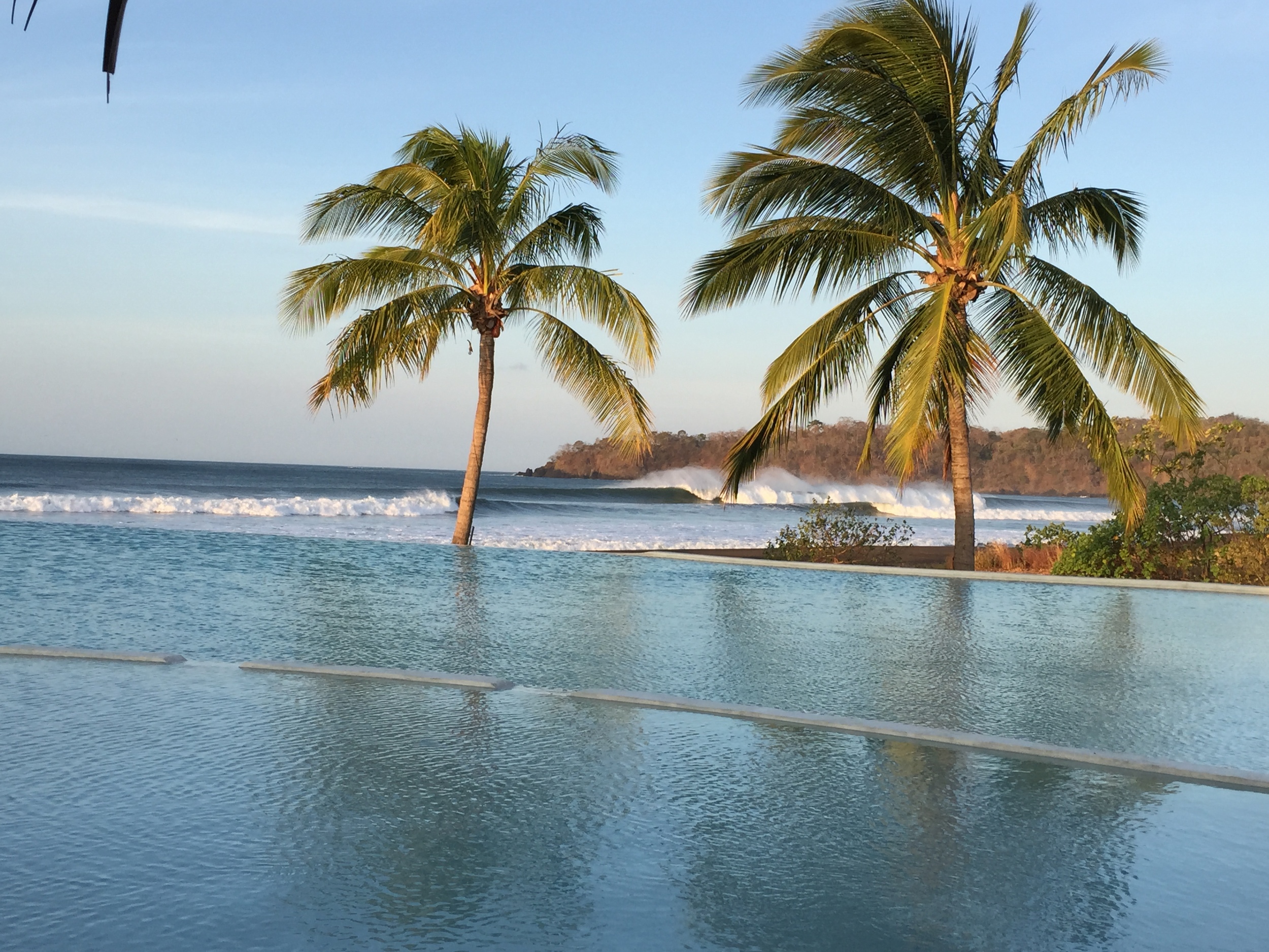 Typical peeler by the pool at the infinity pool.