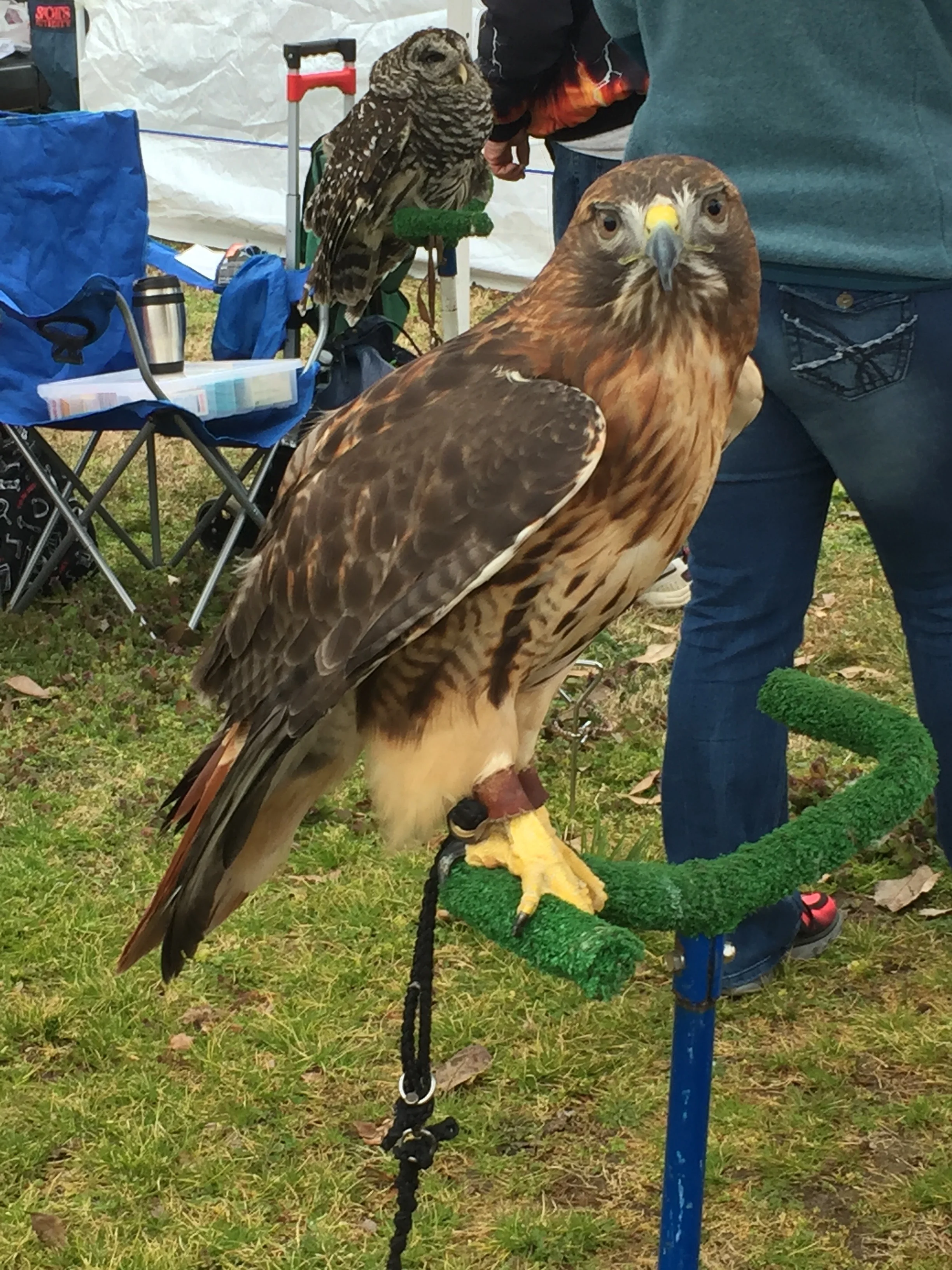 There were tons of artists and even some rehabilitates with their birds of prey like this red tailed hawk and a couple of owls!