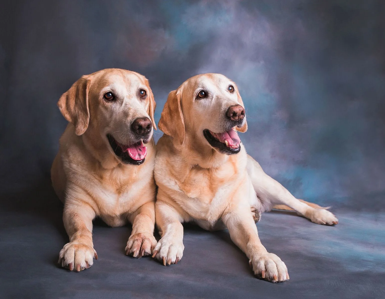 We also had Rusty and Raven photographed professionally by Erin Bonilla!