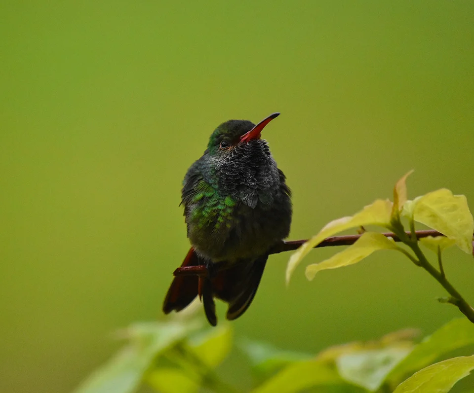 The abundance of Rufous hummingbirds was a real treat right outside our door.